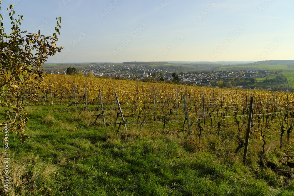 Fototapeta premium Weinberge auf dem Kobersberg bei Rimpar, Landkreis Würzburg, Franken, Unterfranken, Bayern, Deutschland