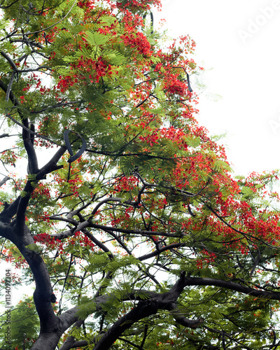 Flame tree (Delonix regia) tree 