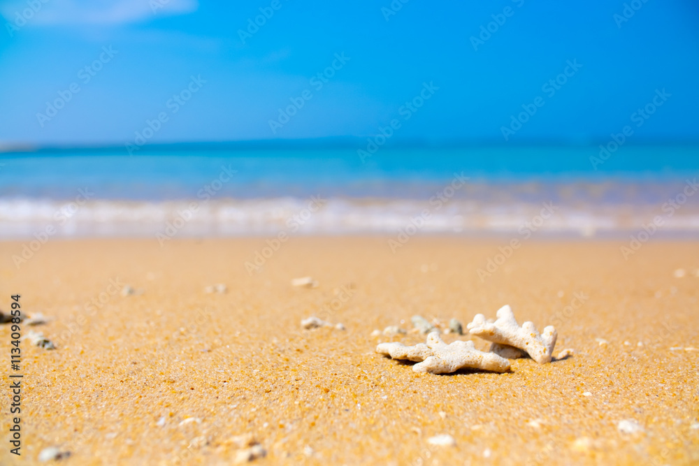 Corals on the sand on the seashore. Seascape background, sandy shore with corals and shells. Corals on the sand on the seashore. Seascape background, sandy shore with corals and shells.