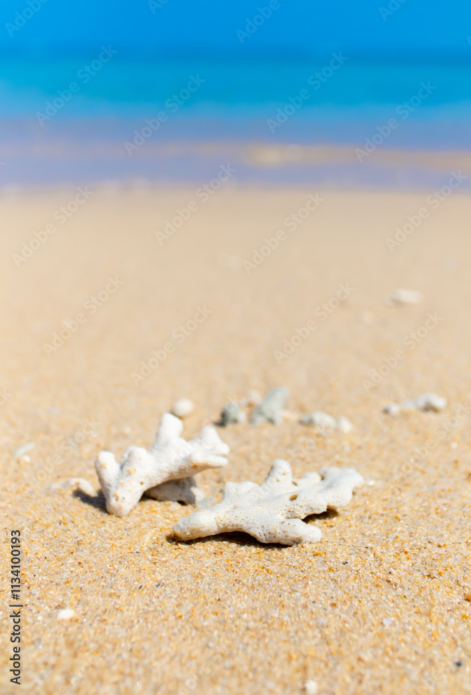 Corals on the sand on the seashore. Seascape background, sandy shore with corals and shells. Corals on the sand on the seashore. Seascape background, sandy shore with corals and shells.