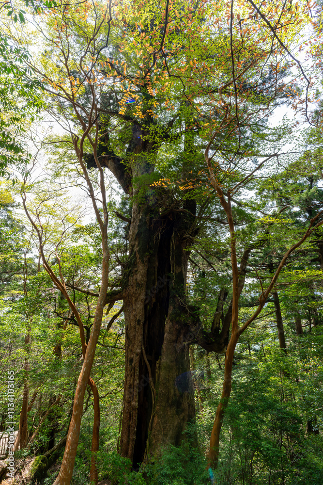 屋久島の大王杉
