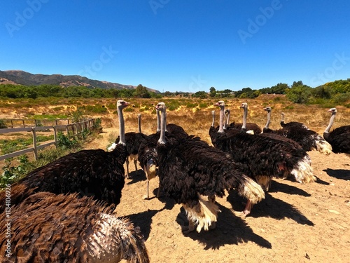 Ostrich Land, Solvang, California