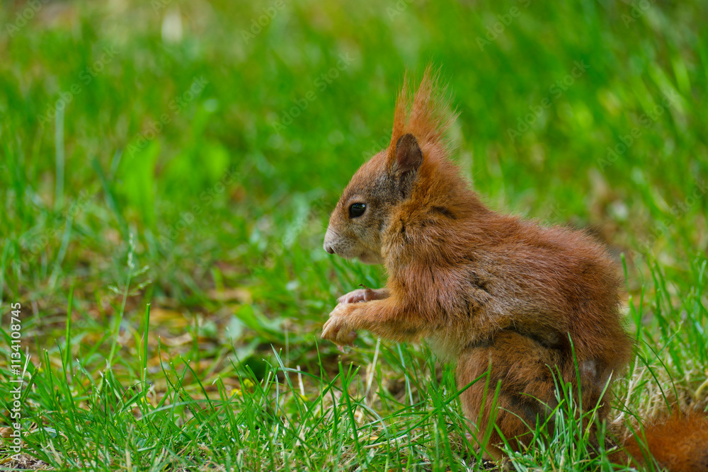 Eurasisches Eichhörnchen, Eichhörnchen, Eichkater, Sciurus vulgaris Eurasisches Eichhörnchen, Eichhörnchen, Eichkater, Sciurus vulgaris