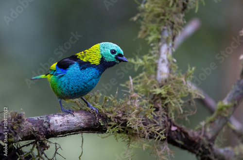 Green-headed Tanager (Tangara seledon) sitting on a branch in the Atlantic Rainforest of Brazil  photo