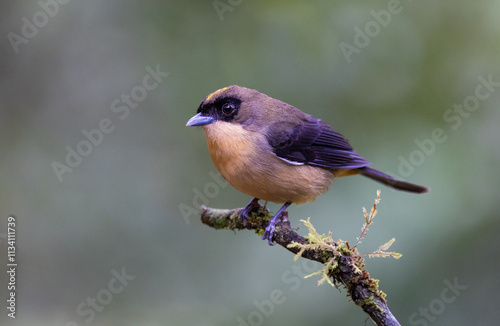 Black-goggled tanager (Trichothraupis melanops) on a branch in the Atlantic Rainfoest of Brazil photo