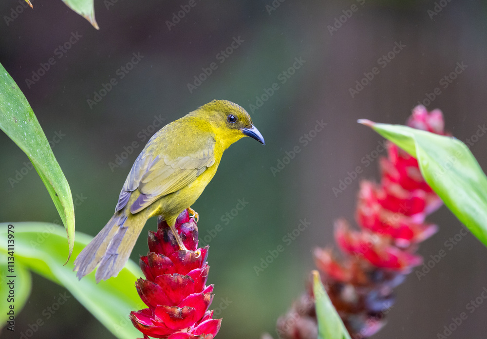 Olive-green Tanager (Orthogonys chloricterus) in the Atlantic Rainforest of Brazil Olive-green Tanager (Orthogonys chloricterus) in the Atlantic Rainforest of Brazil