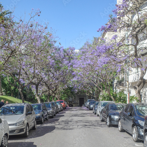 Buenos Aires, Argentina - Nov 18, 2024: Jacaranda trees in flower in springtime in the Recoleta neighborhood