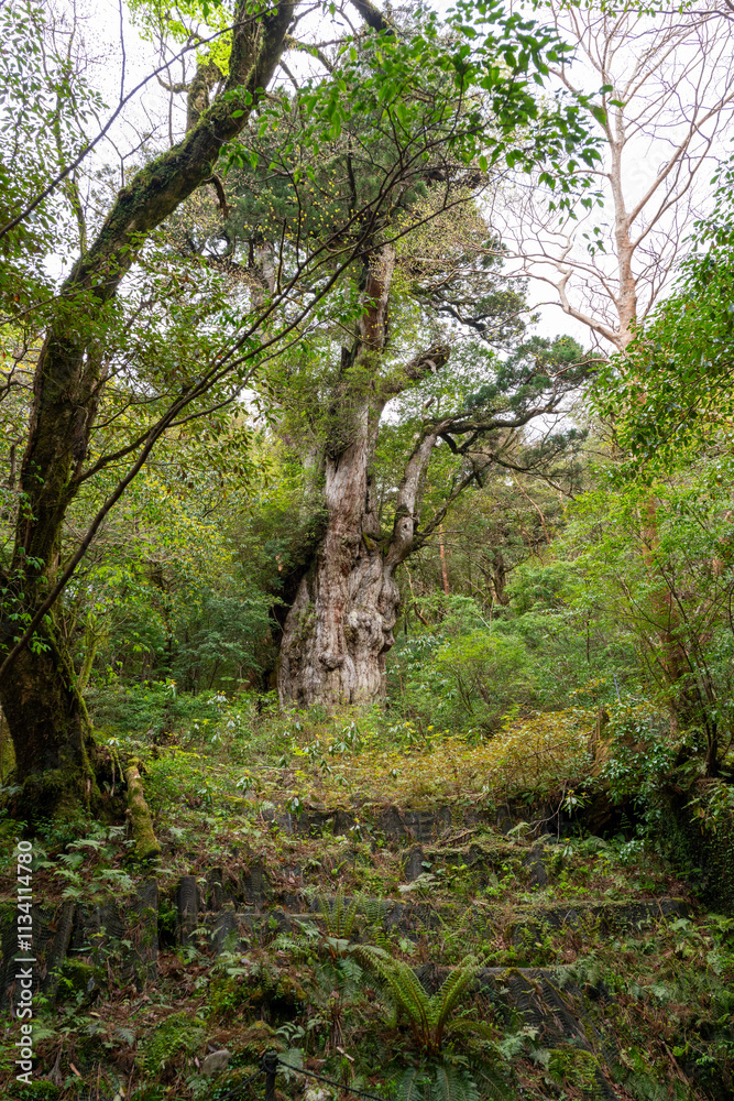 屋久島の縄文杉