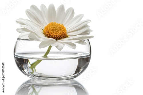 A single white daisy in a clear glass vase filled with water, symbolizing simplicity and beauty.