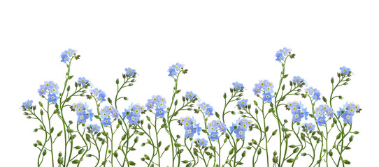 Blue forget-me-not flowers in a spring floral border isolated on white or transparent background