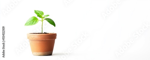 A small green plant growing in a terracotta pot against a white background.