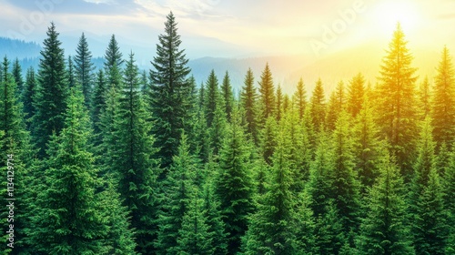Tranquil desktop background featuring a serene pine tree forest on a rolling hill with soft sunlight filtering through the trees creating a peaceful natural ambiance.