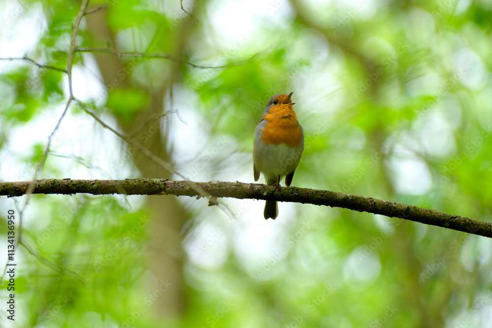 Rotkelchen, Erithacus rubecula