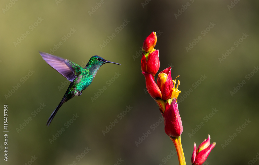 Obraz premium Colourful Violet-capped Woodnymph hummingbird (Thalurania glaucopis) approaching a red flower in the Atlantic Rainforest of Brazil