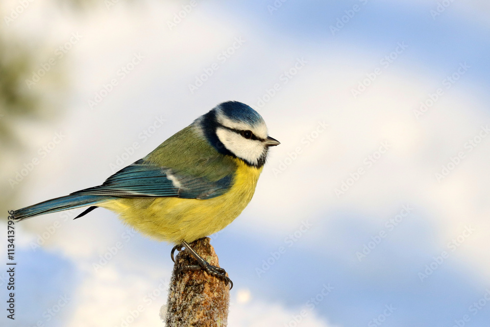 Obraz premium Blue tit