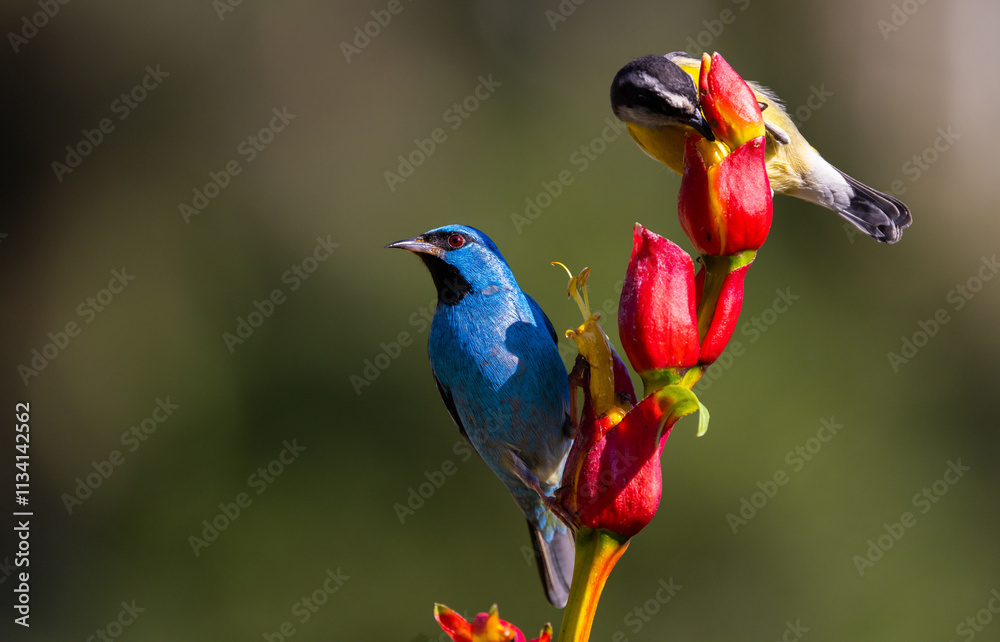 Obraz premium Male Blue Dacnis or Turquoise Honeycreeper (Dacnis cayana) with Bananaquit (Coereba flaveola) eating nectar from a red flower in the Atlantic Rainforest of Brazil