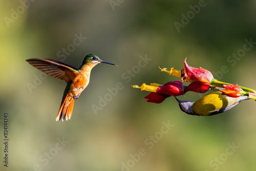 In flight Brazilian Ruby (Heliodoxa rubricauda) hummingbird approaching a flower in the Atlantic Rainforest of Brazil photo