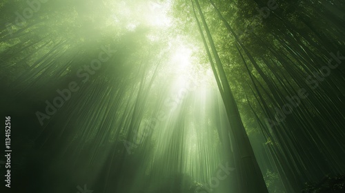 Sunbeams penetrating a dense bamboo forest, creating a mystical atmosphere. photo