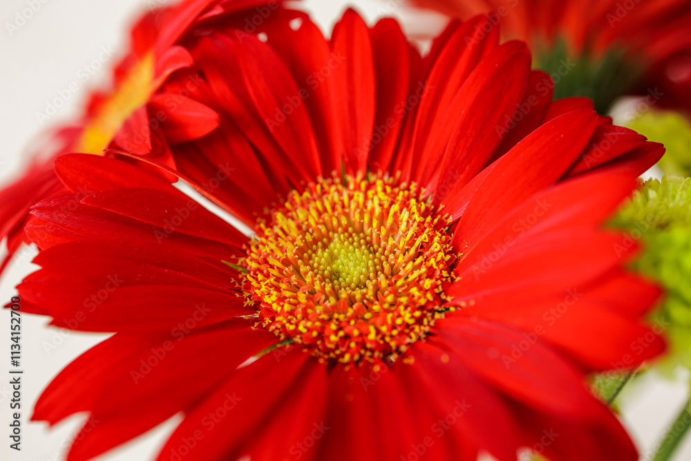Gerbera Daisy With a Hint of Spray Mun - Close-up of a vibrant red daisy. The softer hues of the intricate disc floret create a harmonious balance with the brilliant red outer petals of the flower. Gerbera Daisy With a Hint of Spray Mun - Close-up of a vibrant red daisy. The softer hues of the intricate disc floret create a harmonious balance with the brilliant red outer petals of the flower.