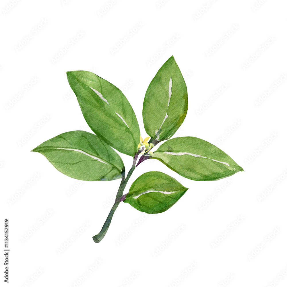 Fototapeta premium Pattern Tree laurel. .Watercolor illustration on white and color background.