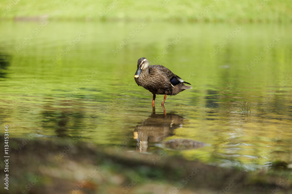 A brown speckled duck checks its reflection in a small pond before bathing. A brown speckled duck checks its reflection in a small pond before bathing.