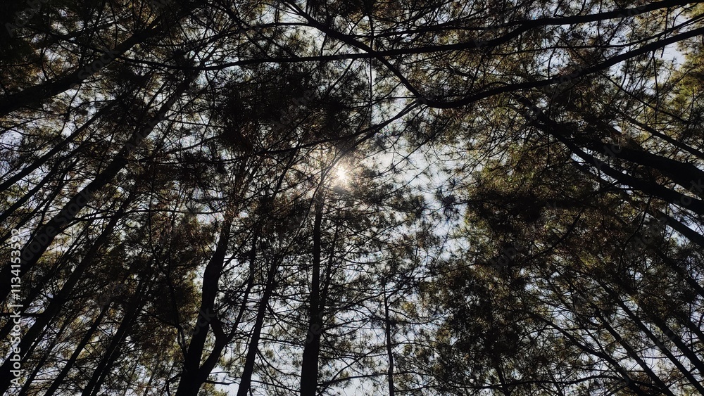 Naklejka premium Low angle view of pine trees with blue sky background. Empty blank copy text space.