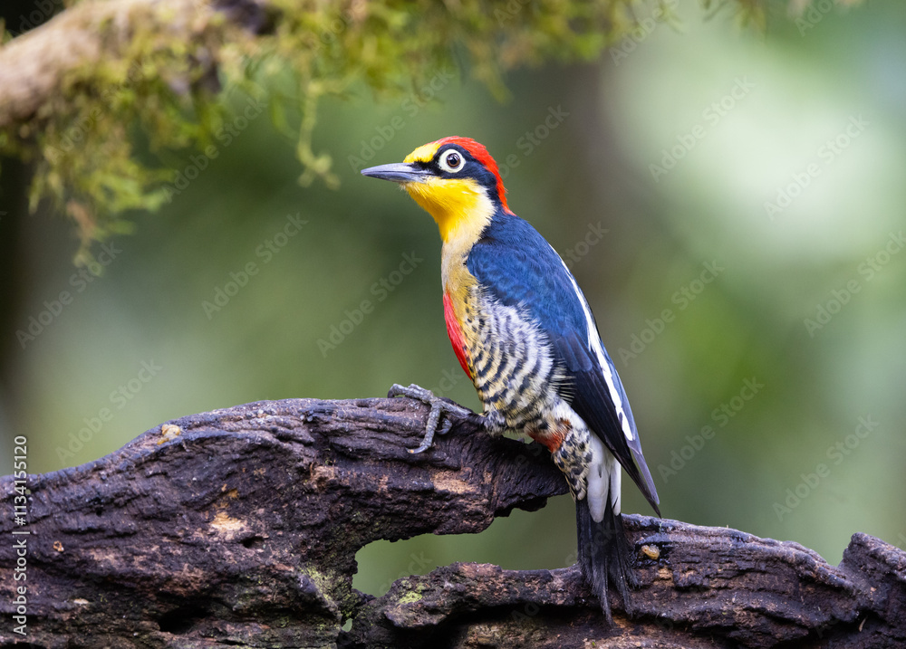 Fototapeta premium Alert yellow-fronted woodpecker (Melanerpes flavifrons), Atlantic Rainforest in Brazil. Wild Woodpecker. 