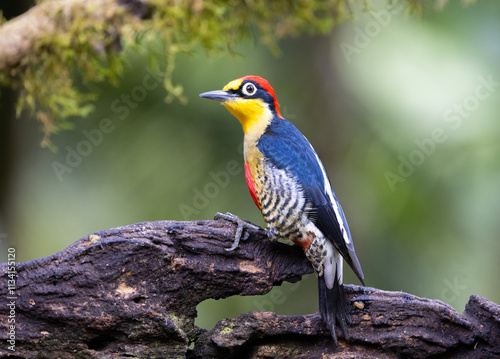 Alert yellow-fronted woodpecker (Melanerpes flavifrons), Atlantic Rainforest in Brazil. Wild Woodpecker.  photo