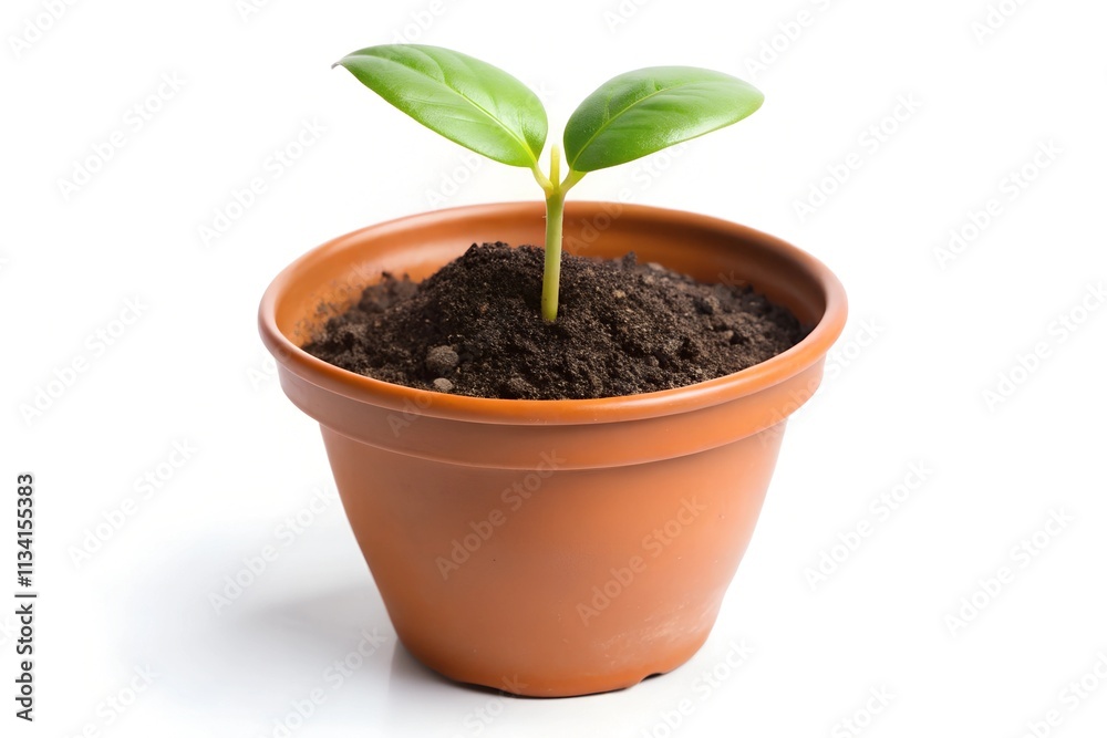 oung plant in pot isolated on white background oung plant in pot isolated on white background