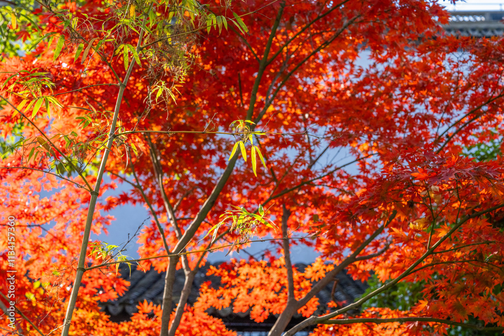 Red maple leaves in a park in Shanghai Red maple leaves in a park in Shanghai