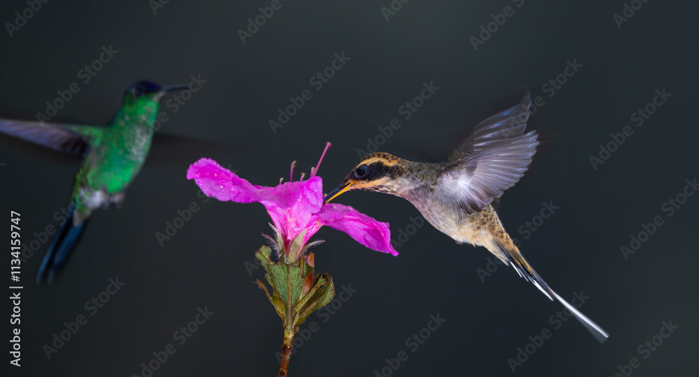 Fototapeta premium Scale-throated Hermit (Phaethornis eurynome) eating nectar from a purple hibiscus flower, in the Atlantic Rainforest of Brazil