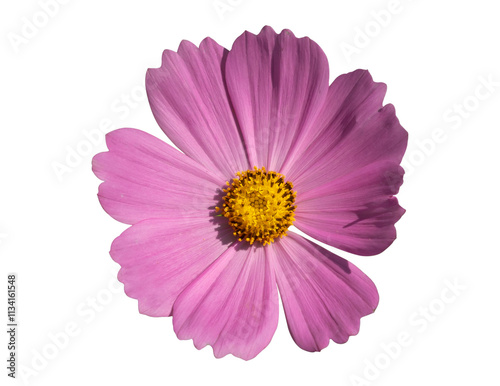 Pink cosmos flower isolated on transparent background, PNG File.