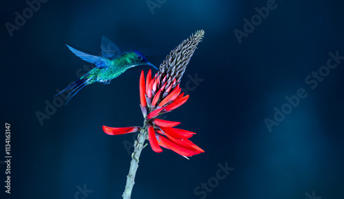 Colourful Violet-capped Woodnymph hummingbird (Thalurania glaucopis) approaching a red flower in the Atlantic Rainforest of Brazil. Dark or black background. photo