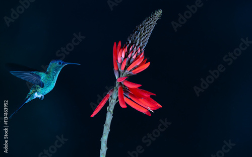 Colourful Violet-capped Woodnymph hummingbird (Thalurania glaucopis) approaching a red flower in the Atlantic Rainforest of Brazil. Dark or black background. photo