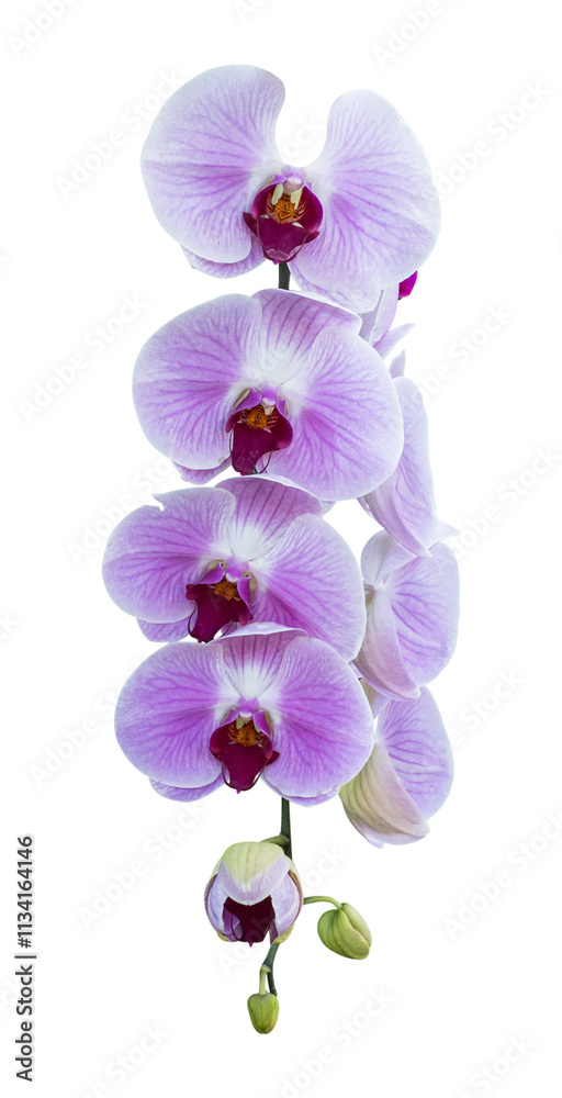 Orchid flowers isolated on transparent background. PNG File Orchid flowers isolated on transparent background. PNG File