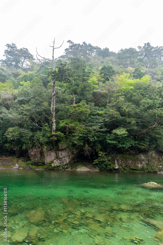 屋久島のトレッキングコース沿いにある川
