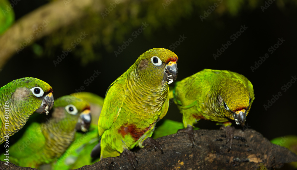 Φωτογραφία A Maroon-bellied Parakeet (Pyrrhura frontalis) eating together with Plain Parakeet (Brotogeris tirica) in the Atlantic Rainforest, Brazil