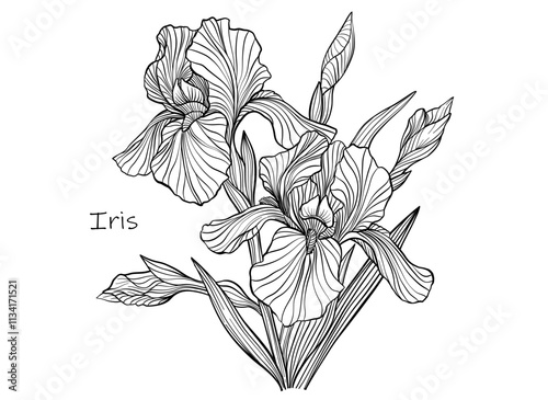 Vector iris flowers and leaves