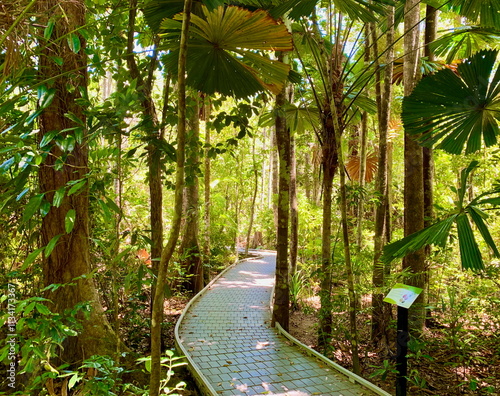 Madja boardwalk winding through the Daintree rainforest in Cape Tribulation