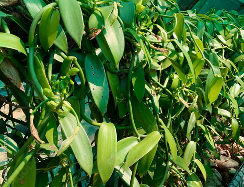 Vanilla plant with green leaves and flower buds