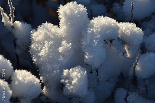 These are bush branches in nature in sunny winter day. It looks like there are 