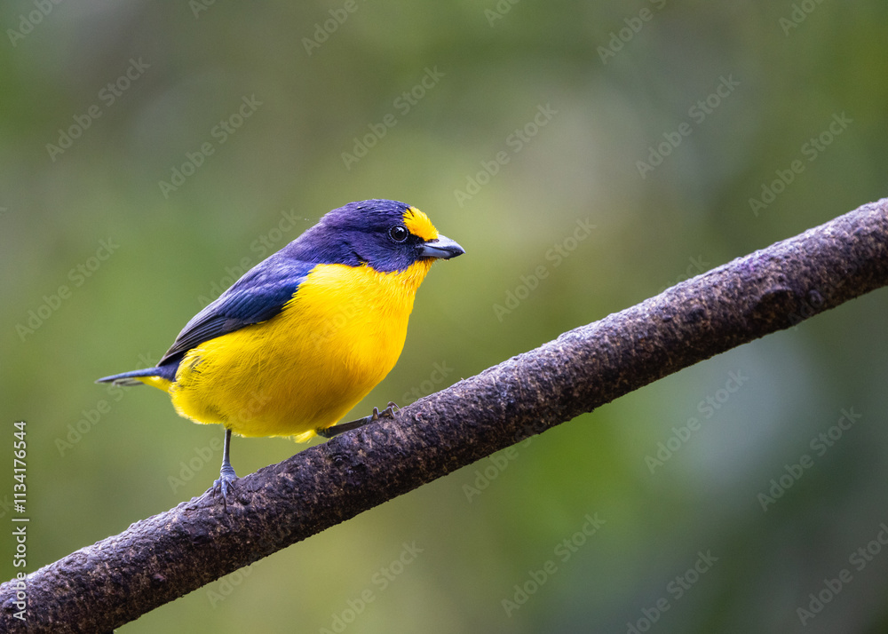 Colourful Violaceous Euphonia (Euphonia violacea) in the Atlantic Rainforest of Brazil Colourful Violaceous Euphonia (Euphonia violacea) in the Atlantic Rainforest of Brazil
