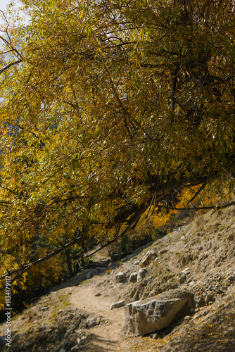 Golden autumn leaves contrast with lush green pines, framing the snowy peaks of Nanga Parbat. A serene mountain path winds below photo