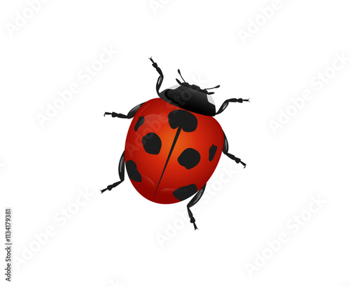 Cute ladybug. Vector illustration . Ladybug isolated on white background