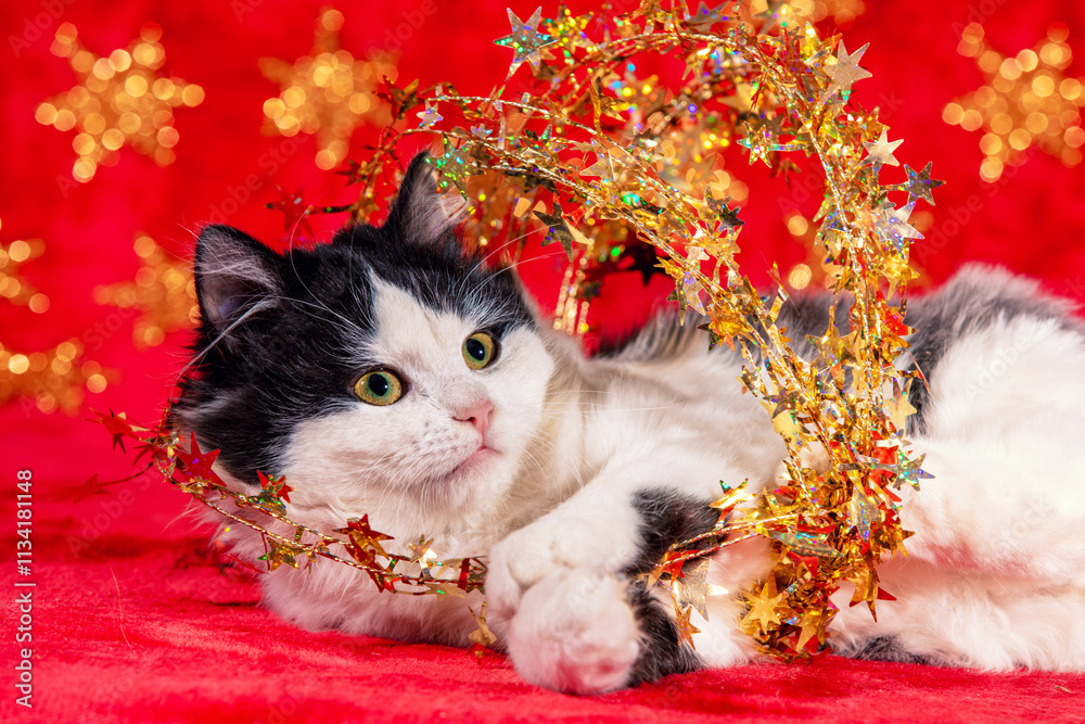Funny black-and-white little kitten wrapped in Christmas glitter garland sits on a soft red blanket