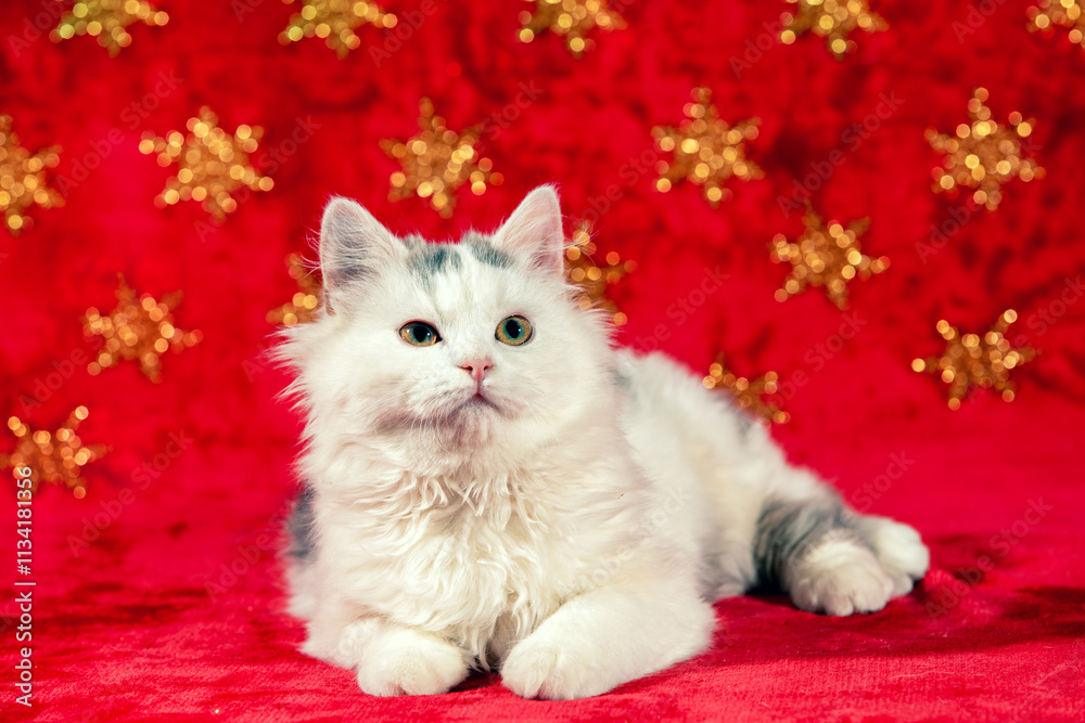 Cute little kitten lying on soft red blanket with Christmas glitter stars