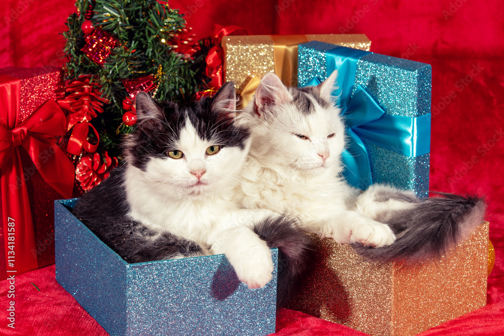 Funny little kittens sitting in gift boxes on red blanket near Christmas tree