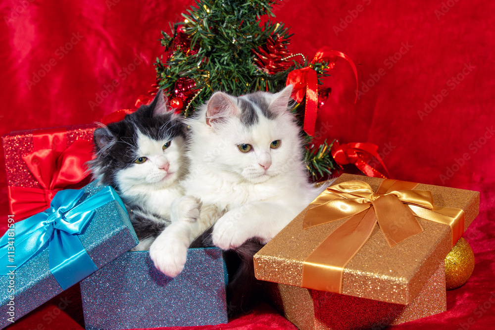 Funny little kittens sitting in gift boxes on red blanket near Christmas tree