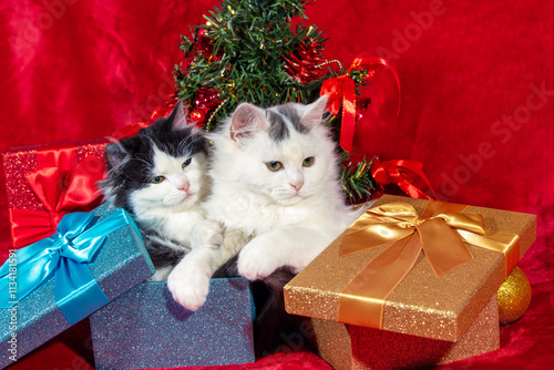 Obraz na płótnie Funny little kittens sitting in gift boxes on red blanket near Christmas tree w salonie