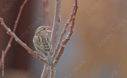 Canvas-taulu Female Italian Sparrow or cisalpine sparrow (Passer italiae), Crete